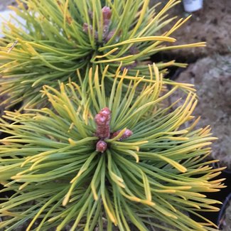 Pinus mugo 'Wintersonne'