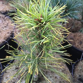 Pinus parviflora 'Dougal'