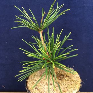 Sciadopitys verticillata 'Tsai Cheng'