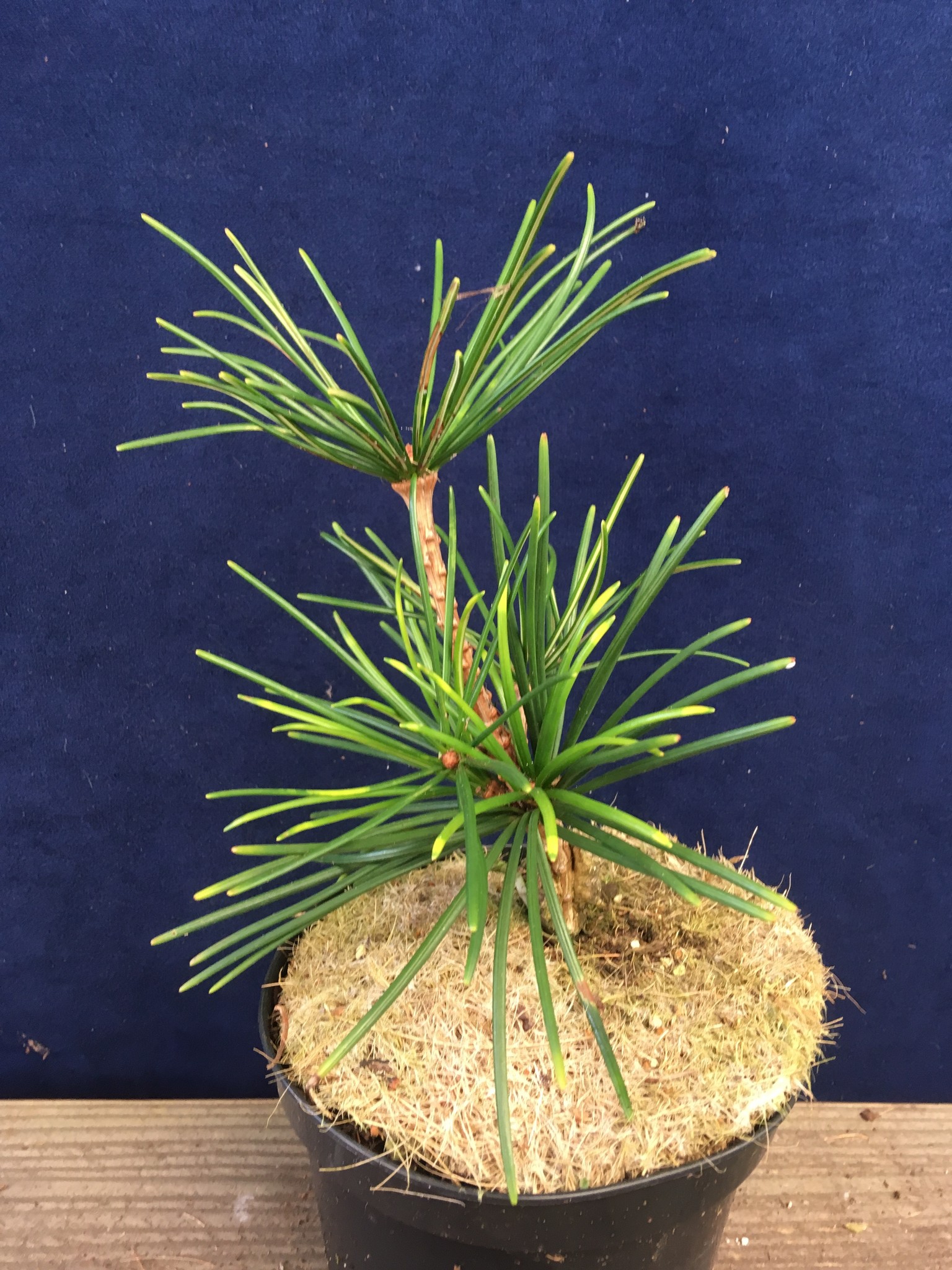 Sciadopitys verticillata 'Tsai Cheng' - Herman Geers