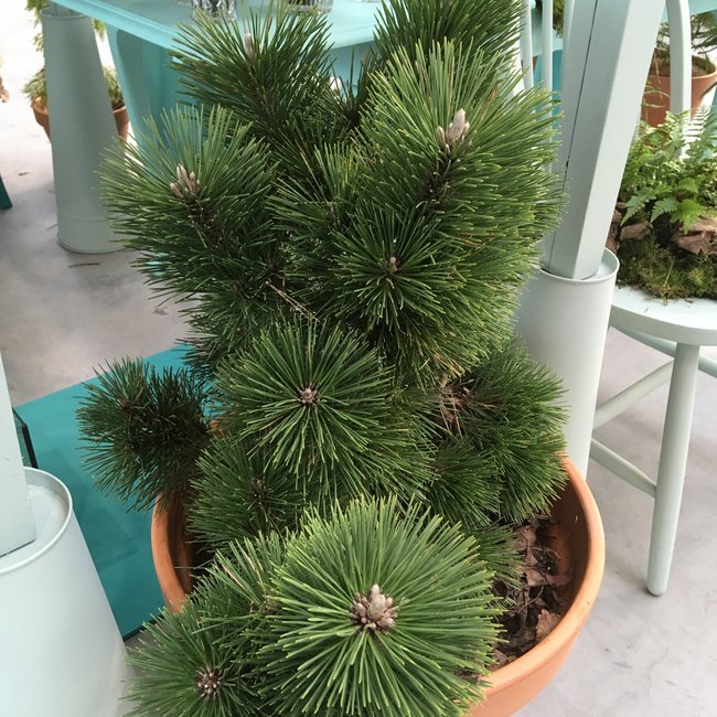 Pinus thunbergii 'Thunderhead'