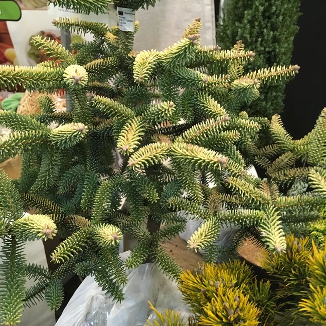 Abies pinsapo 'Aurea'