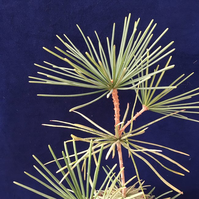 Sciadopitys verticillata 'Weston Globe'