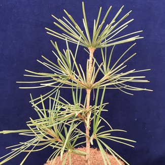 Sciadopitys verticillata 'Mecki'