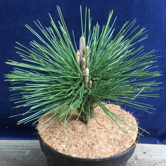 Pinus thunbergii 'Kyushu'