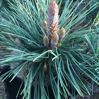Pinus ponderosa 'Tasha'