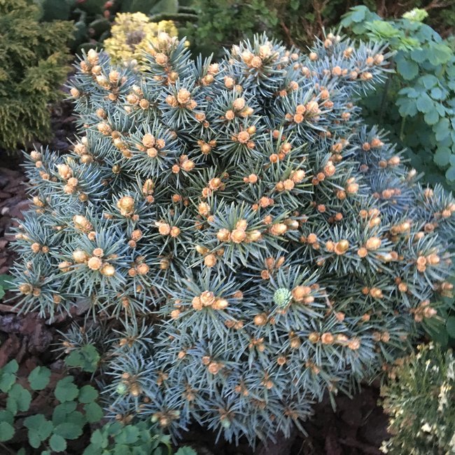 Picea pungens 'Brynek'