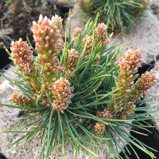 Pinus sylvestris 'Olaud'