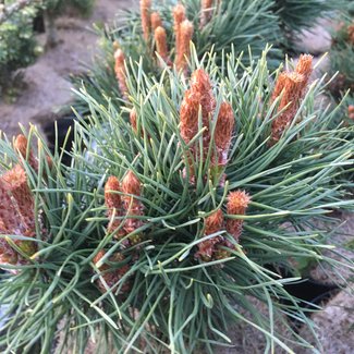 Pinus sylvestris 'Lodge Hill'