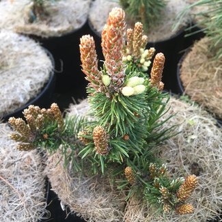 Pinus mugo 'Botanischen Garten Dresden'