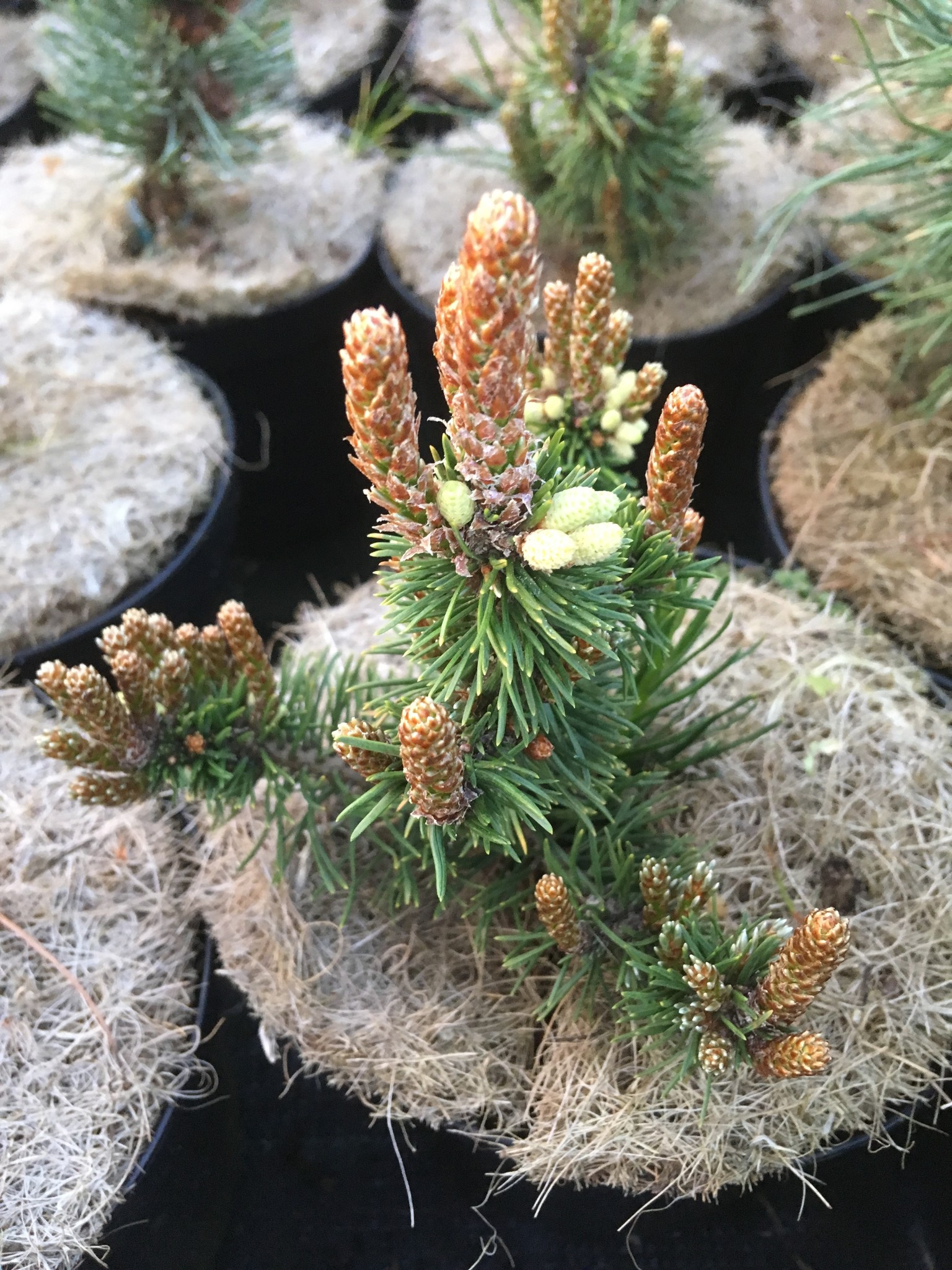 Pinus mugo 'Botanische Garten Dresden' - Herman Geers