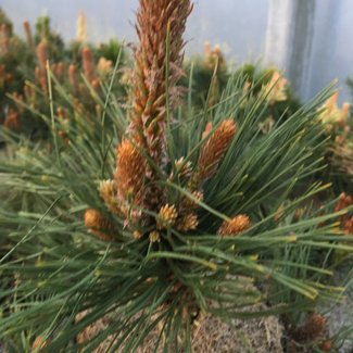 Pinus ponderosa 'Trumbell'