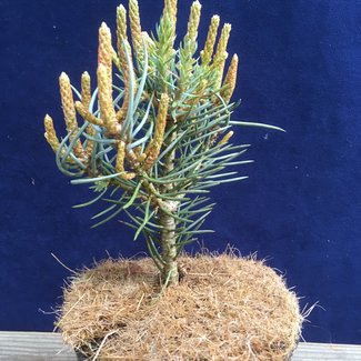 Pinus monophylla 'Sunrise'