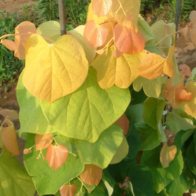 Cercis canadensis 'The Rising Sun'