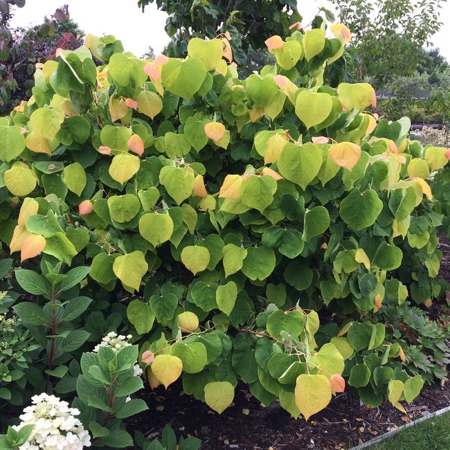Cercis canadensis 'The Rising Sun'