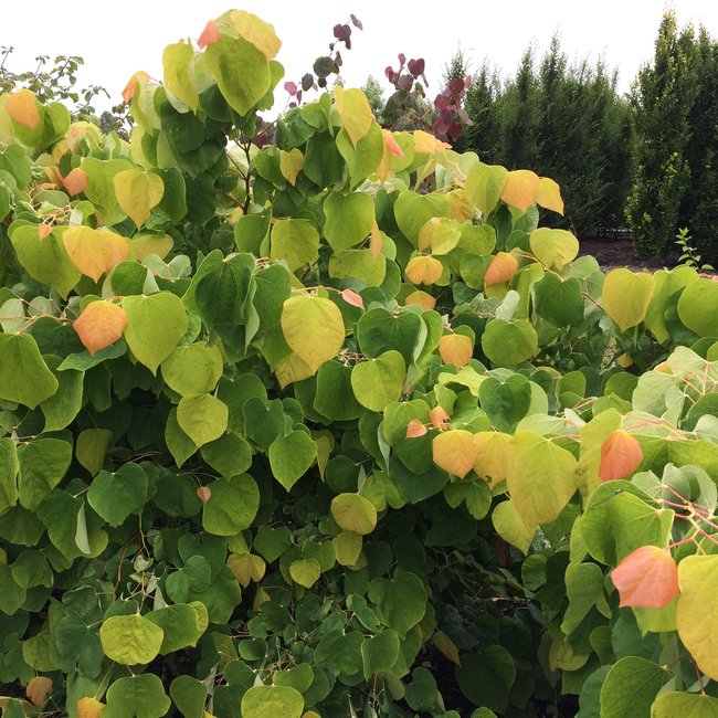 Cercis canadensis 'The Rising Sun'