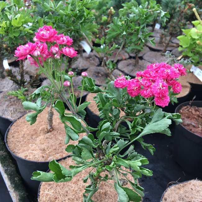 Crataegus monogyna 'Tortuosa'