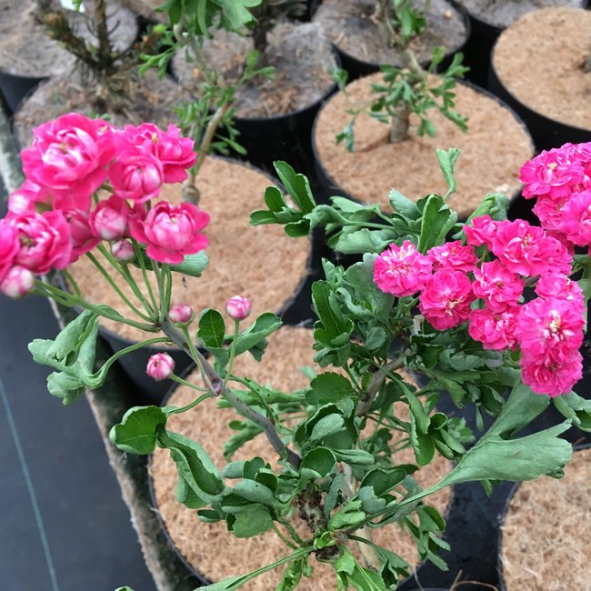 Crataegus monogyna 'Tortuosa'