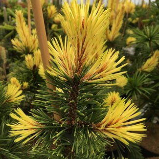 Pinus contorta 'Taylor's Sunburst'