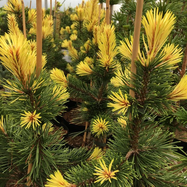 Pinus contorta 'Taylor's Sunburst'