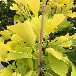 Ginkgo biloba 'Ulrich's Gold'