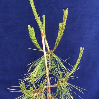 Pinus densiflora 'Aurea'