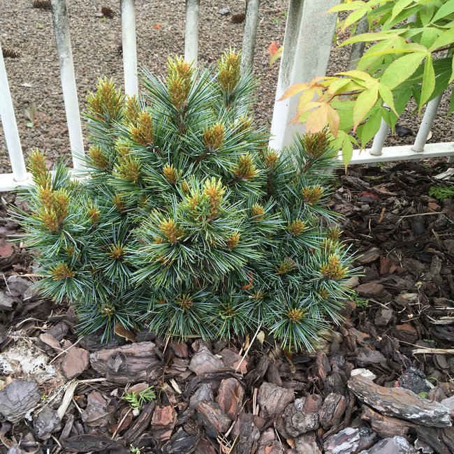 Pinus koraiensis 'Blue Ball'