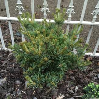 Pinus parviflora 'Beran'