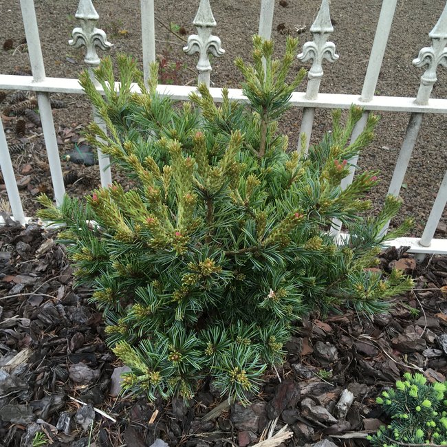 Pinus parviflora 'Beran'