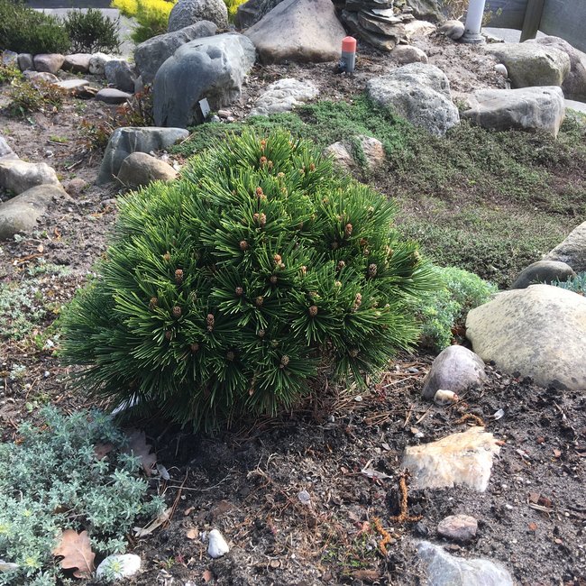 Pinus heldreichii 'Smidtii'