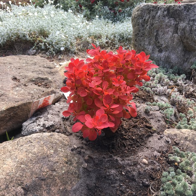 Berberis thunbergii 'Orange Ice'