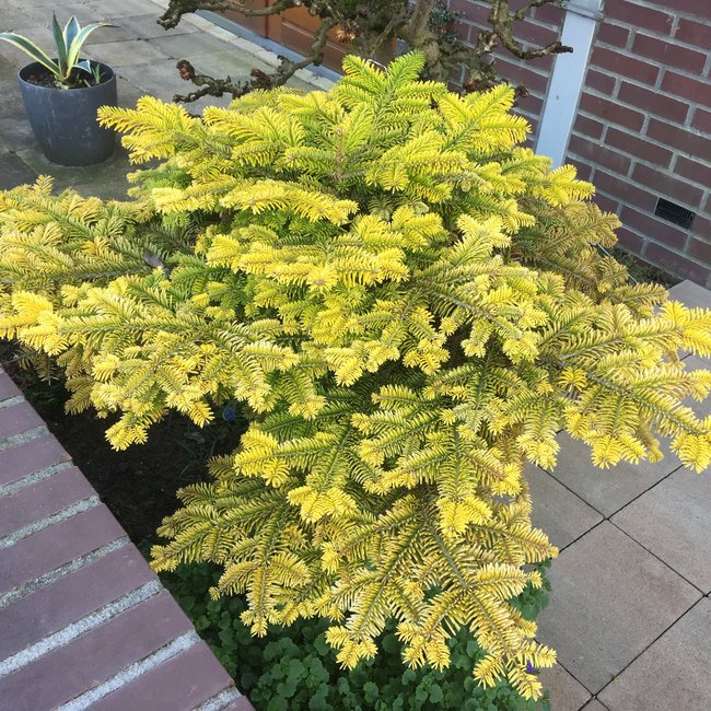 Abies nordmanniana 'Golden Spreader'