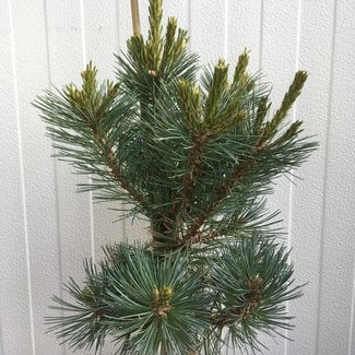 Pinus strobiformis 'Loma Linda'