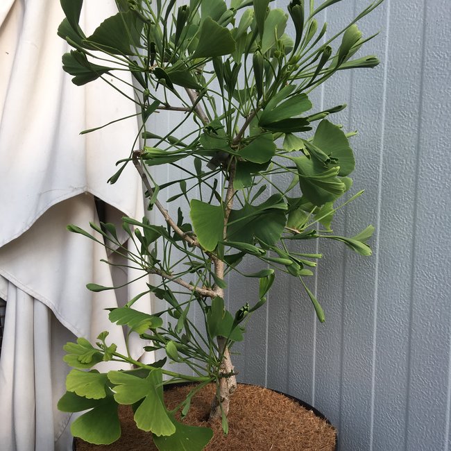Ginkgo biloba 'Thelma'
