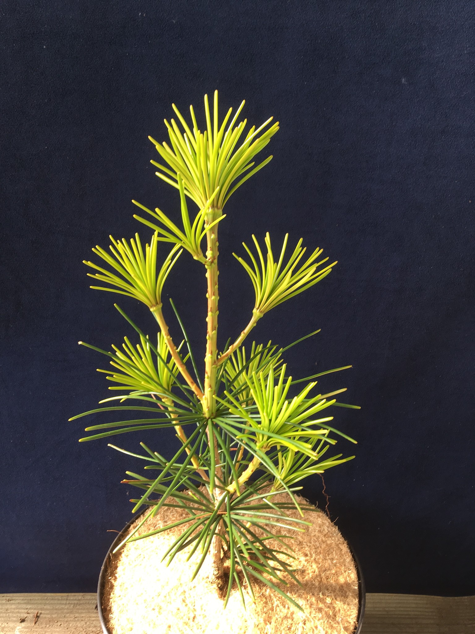 Sciadopitys verticillata 'Tsai Cheng' - Herman Geers