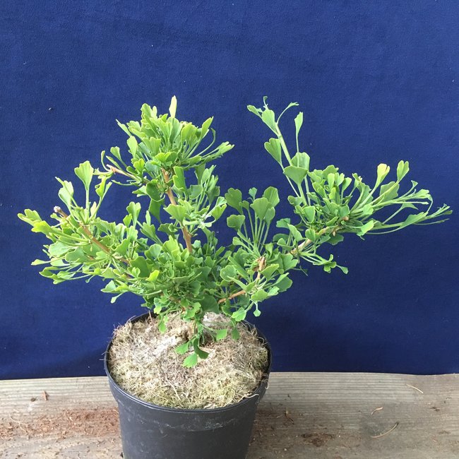 Ginkgo biloba 'Chris Dwarf'