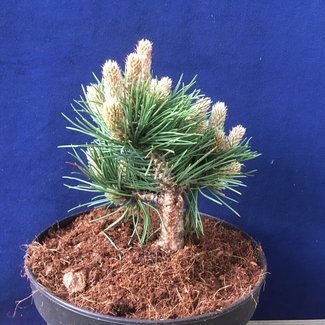 Pinus nigra 'Moran'