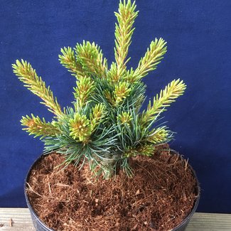 Pinus parviflora 'Regenhold Broom'