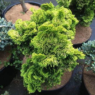 Chamaecyparis obtusa 'Golden Sprite'