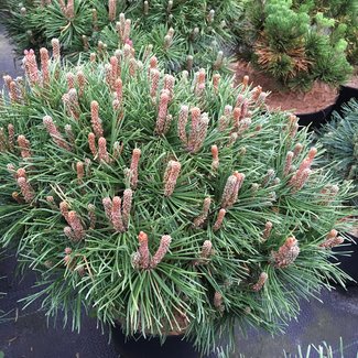 Pinus uncinata 'Scholtz'