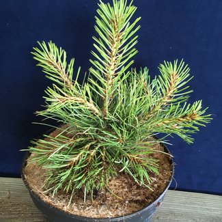 Pinus ponderosa 'WB Sdlg # 3 J.M'