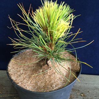 Pinus peuce 'Jakobsen Gelb'