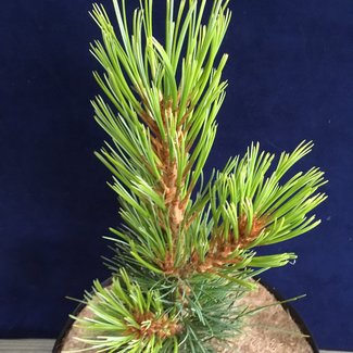 Pinus siberica 'One Ona #38'