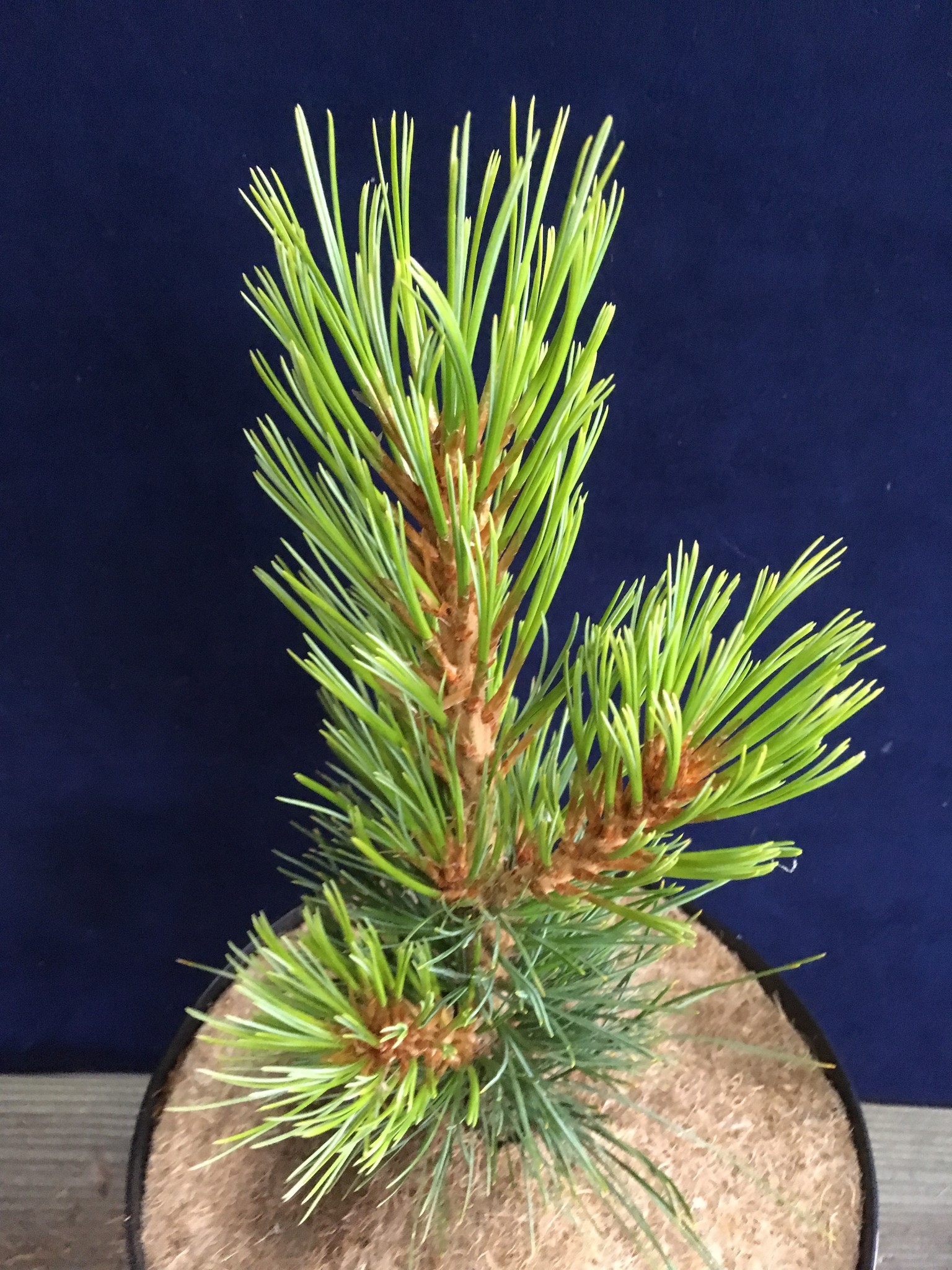 Pinus Siberica One Ona 38 Herman Geers