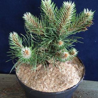 Pinus nigra 'Chramosta'