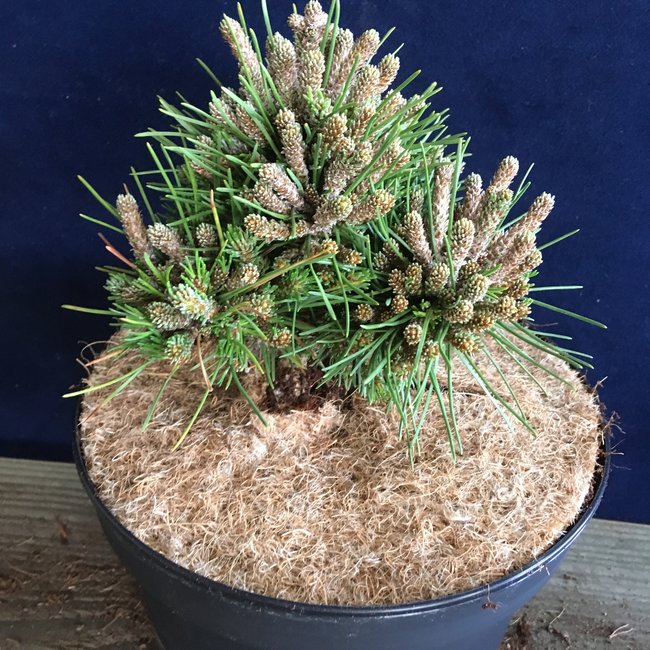 Pinus mugo 'Bozi Dar'