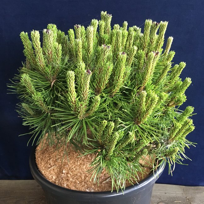 Pinus uncinata 'Scholtz'