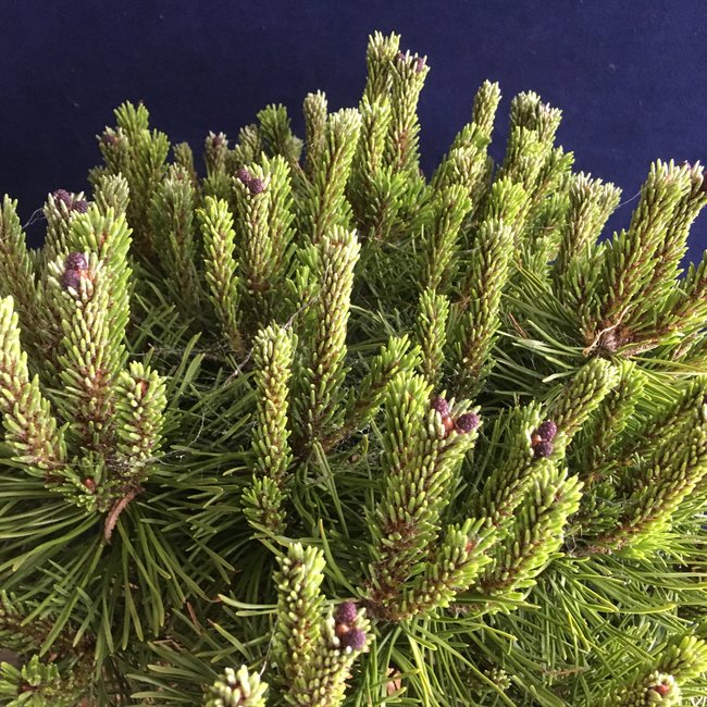 Pinus uncinata 'Scholtz'