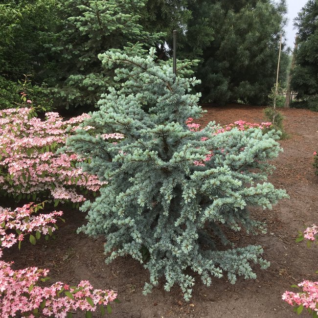Cedrus libani ssp. atl. 'Sapphire Nympf'