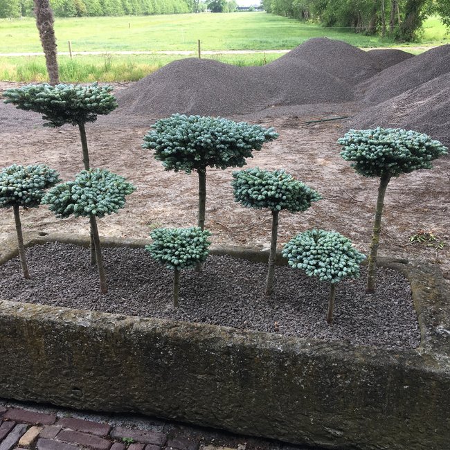 Abies koreana 'Kohouts Icebreaker'